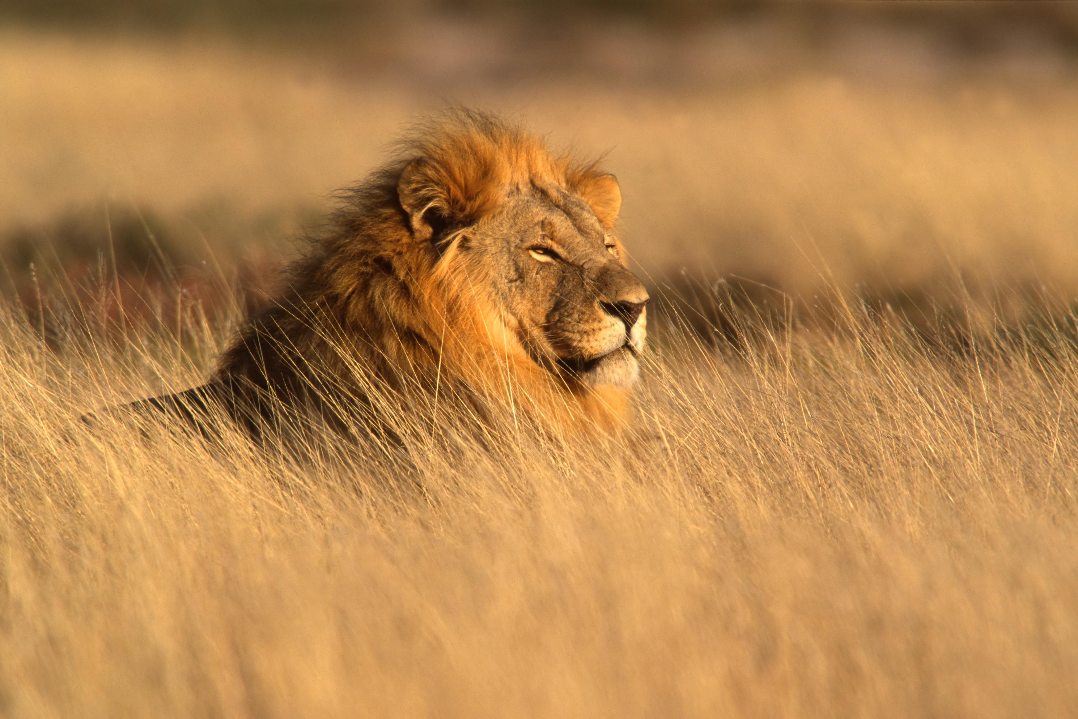 Chobe Princess - Wilde Schönheit Afrikas