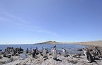 Penguin Island, South Shetland Islands, Argentinien