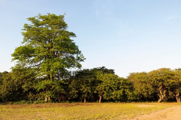 Orango, Guinee-Bissau