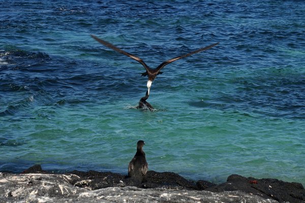 Mangle Point (Fernandina), Galapagos Islands, Ecuador