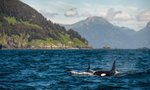 Cruising Decision Passage, Alaska, USA