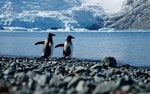 King George Island, Antarctica