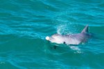 Shark Bay, Australien