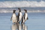 Falklandinseln, Argentinien