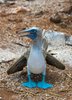 Genovesa Island, Galapagos