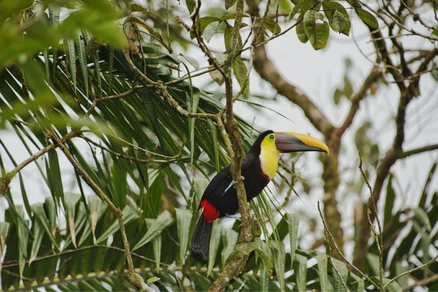 Midden-Amerika vanaf Puntarenas, Costa Rica met de Le Bellot