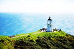 Enderby Island, Neuseeland