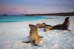 Mosquera Island, Galapagos, Ecuador