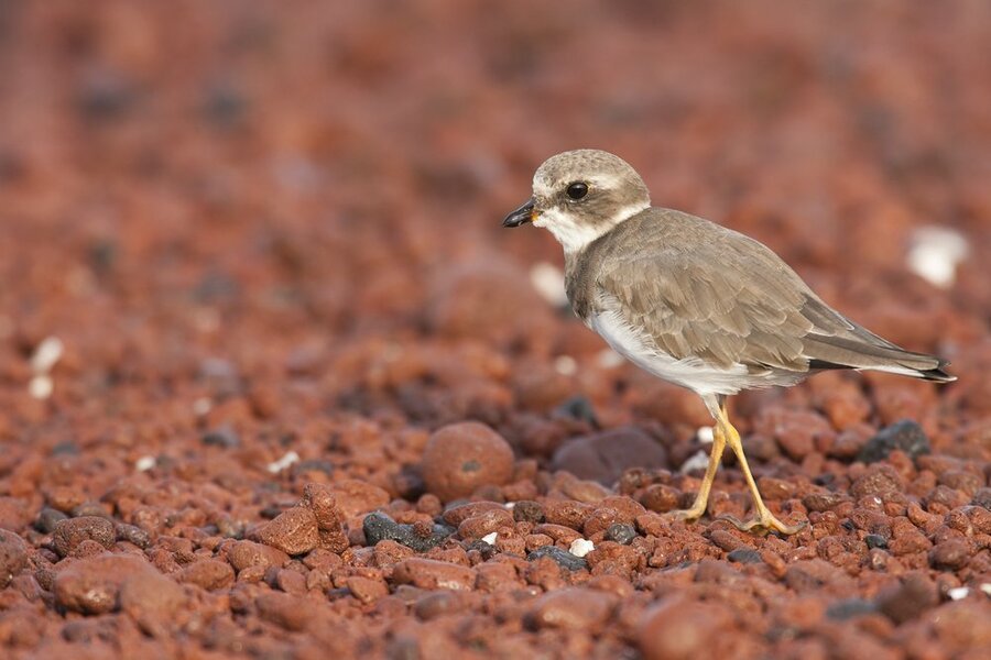 Galapagos-Inseln ab Baltra, Galapagosinseln auf der Celebrity Flora