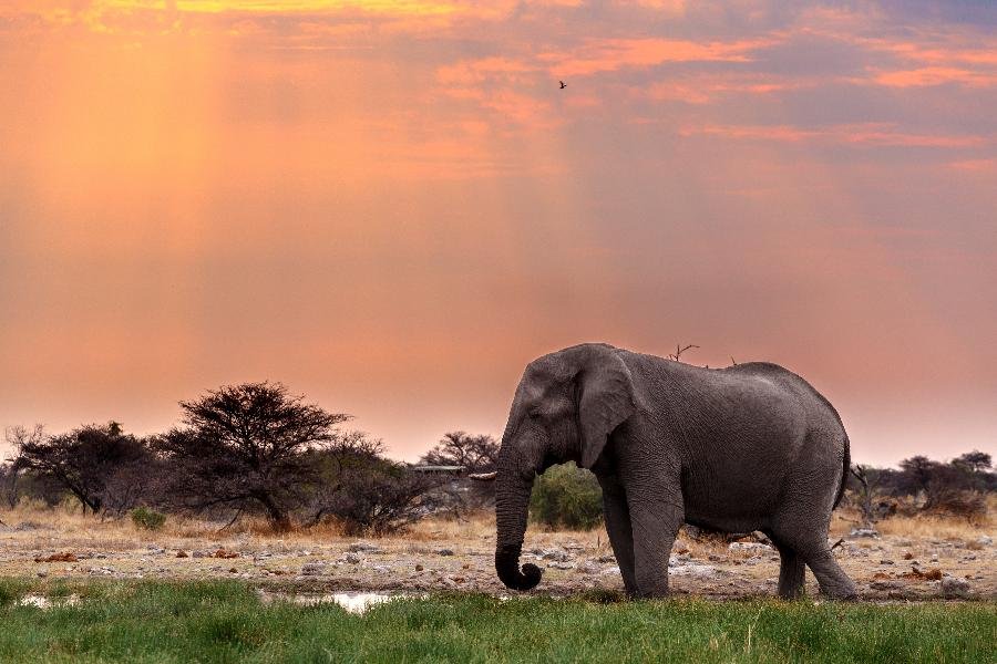 Chobe Princess - Wilde Schönheit Afrikas