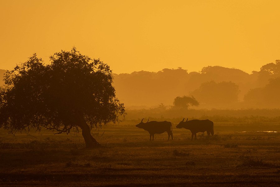 Wonders Of Sri Lanka Tour with All Inclusive Wonders of the Far East Cruising