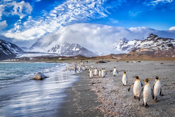 Saunders Island, Falkland Islands