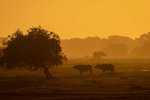 Yala National Park