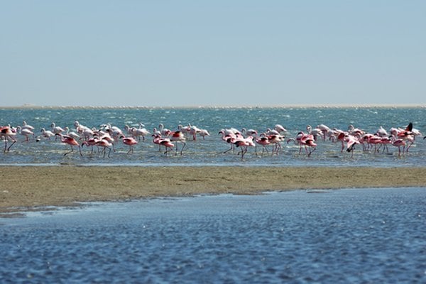 Walfischbucht, Namibia