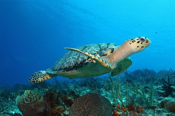 Cozumel, Mexico