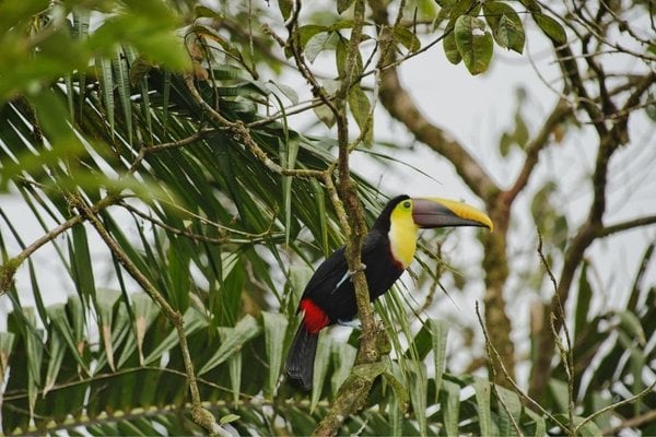 Rio Esquinas, Costa Rica