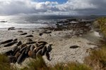 Bleaker Island, Falklandinseln