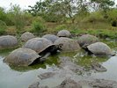 Black Turtle Cove, Galapagosinseln, Ecuador