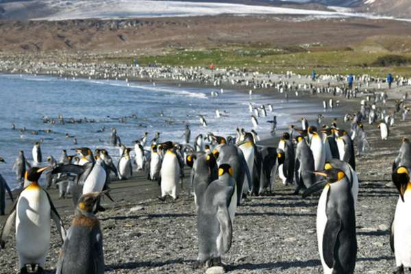 Expeditionsreise Antarktis, Falklandinseln und Südgeorgien