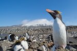 Cook Island,  Antarctica