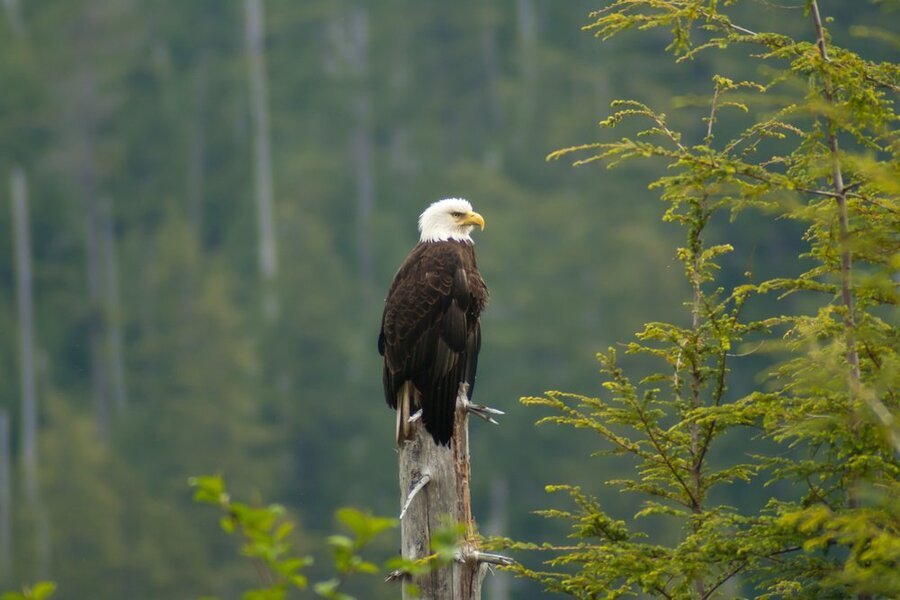 Alaska ab Seward, Alaska auf der HANSEATIC spirit