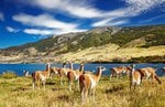 Alexander Selkirk Island, Chile