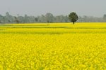 Sualkuchi, India