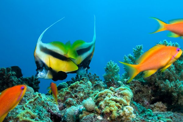 Sawa-i-lau Insel, Fiji