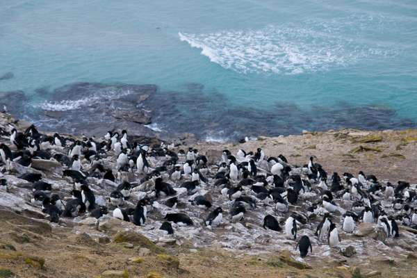 Saunders Island,  Falklandeilanden
