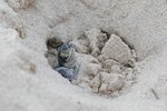 Las Bachas (Santa Cruz), Galapagos Islands