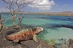 Las Tintoreras Islet, Galapagos Islands, Ecador