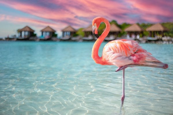 Luxury Caribbean Elegance with St. Kitts, Trinidad, Aruba & More