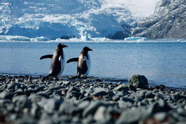 King George Island, Antarktis