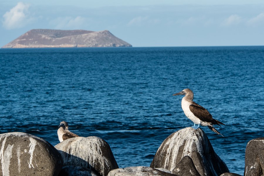 Galapagos-Inseln ab Baltra, Galapagosinseln auf der Celebrity Flora