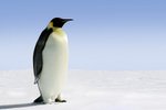 Penguin Island, Südliche Shetlandinseln