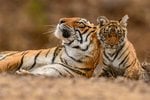 Ranthambore
