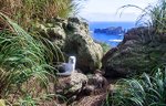 Nightingale Island