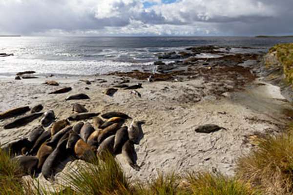 Sea Lion Island, Falkland Islands