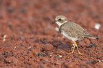 Rabida, Galapagos Islands, Ecuador