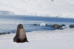 South Shetland Islands, Antarctica