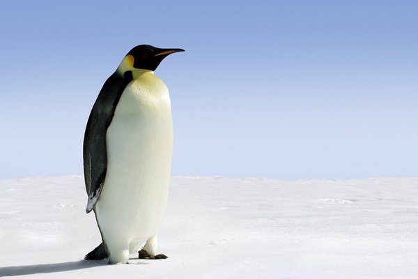 Penguin Island, South Shetland Islands, Argentinien