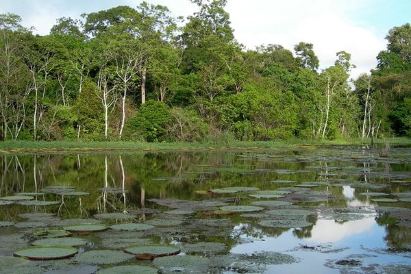 Janauacá