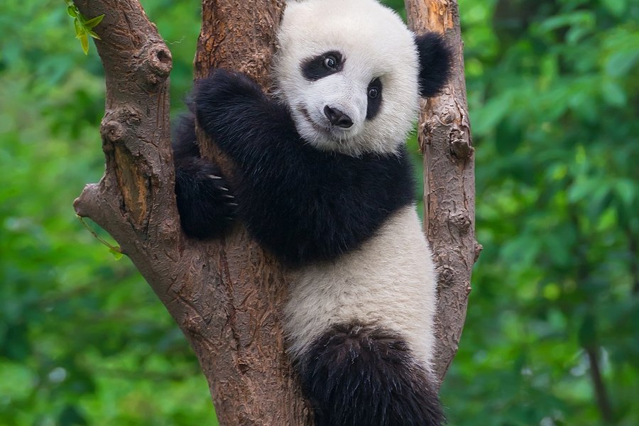 Yangtze 2
