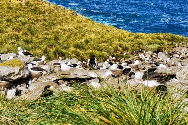 Westpoint Island, Falklandeilanden