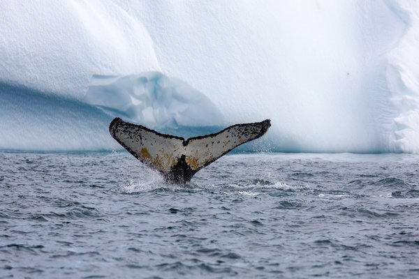 Orne, Antarctica
