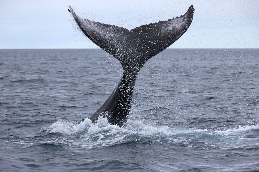 Ocean Diamond Iceland
