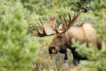 Denali National Park