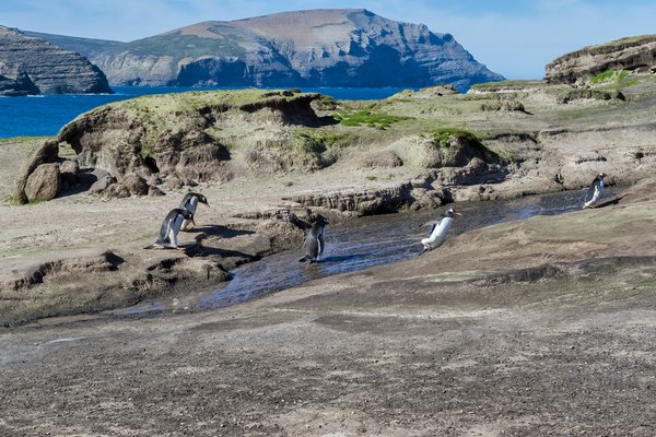 Grave Cove, Falklandinseln