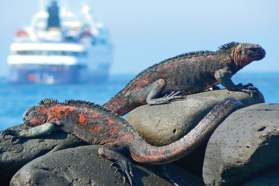 Galapagos-Inseln ab Baltra, Galapagosinseln auf der Celebrity Flora