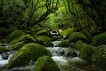 Yakushima, Japan